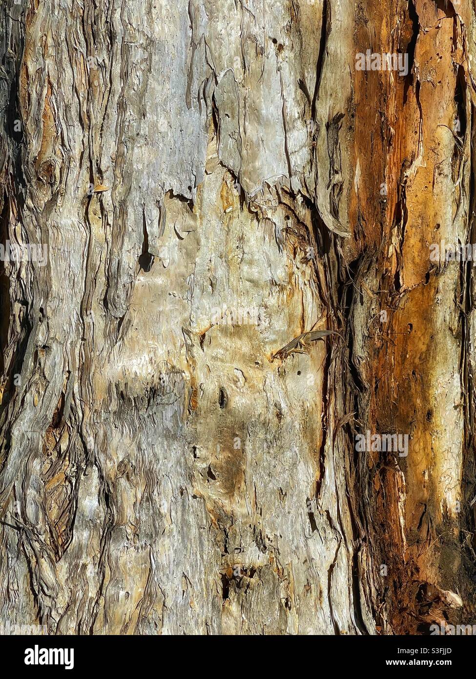 Gros plan d'un arbre Paperbark (Melaleuca quinquenervia) Banque D'Images