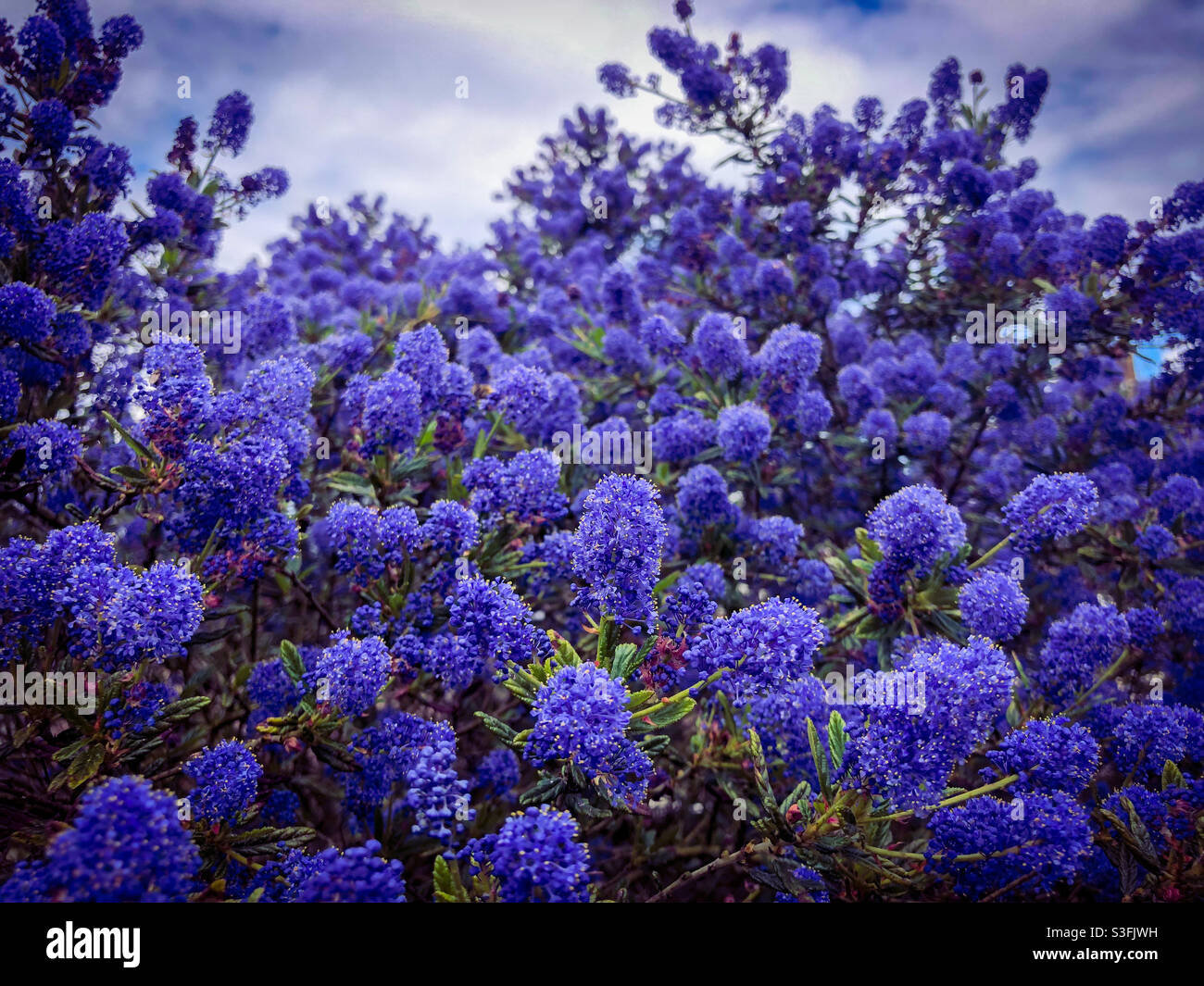 Ceanothus ou lilas de Californie avec une masse de fleurs bleues pourpres en mai. Banque D'Images