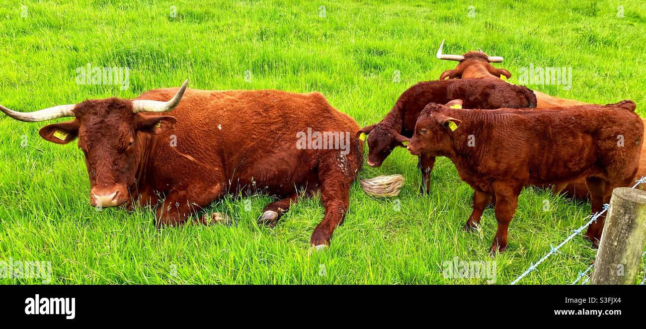 Vaches à Kingston Lacy Banque D'Images