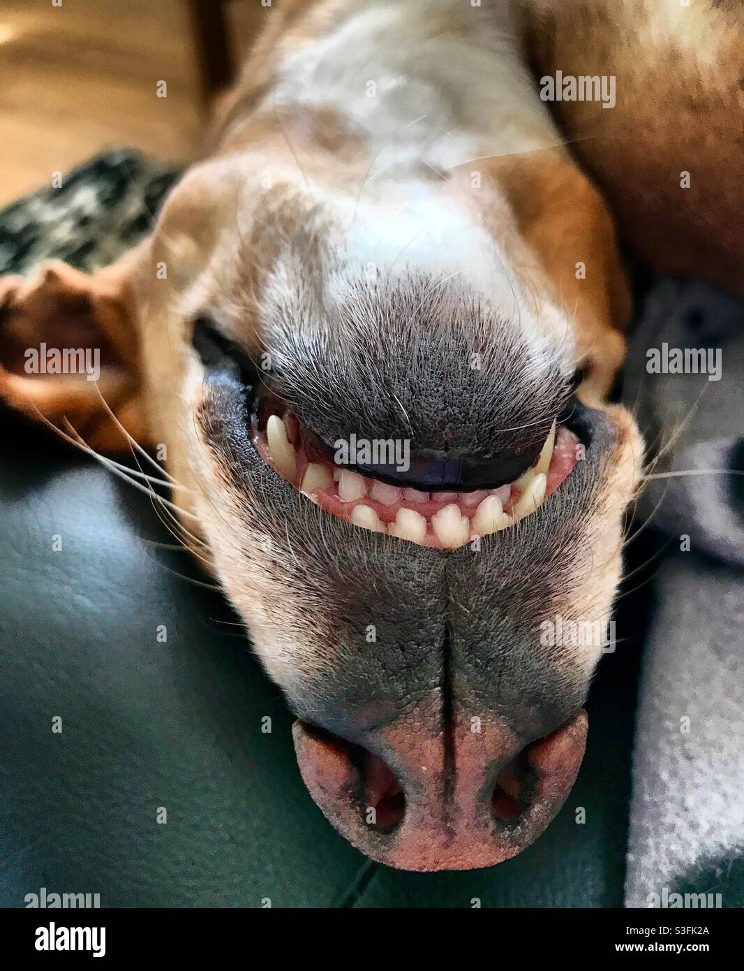 Joyeux chien à l'envers sourire Banque D'Images