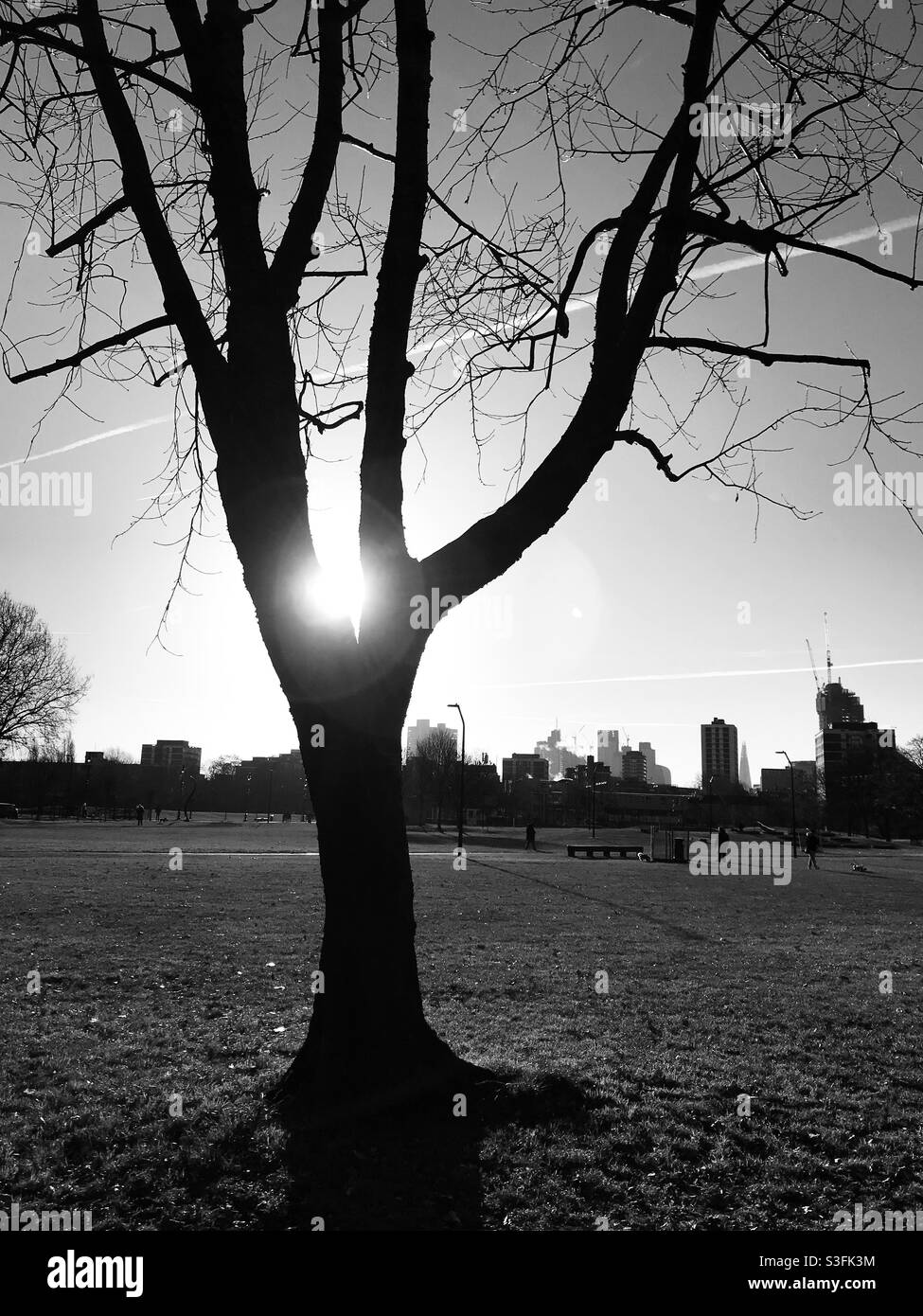 Photo en noir et blanc du soleil matinal à travers le arbre Banque D'Images