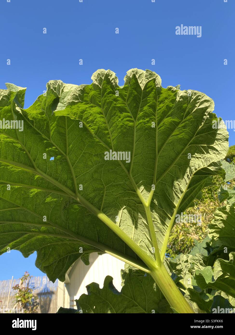 Une très grande feuille de rhubarbe. Banque D'Images