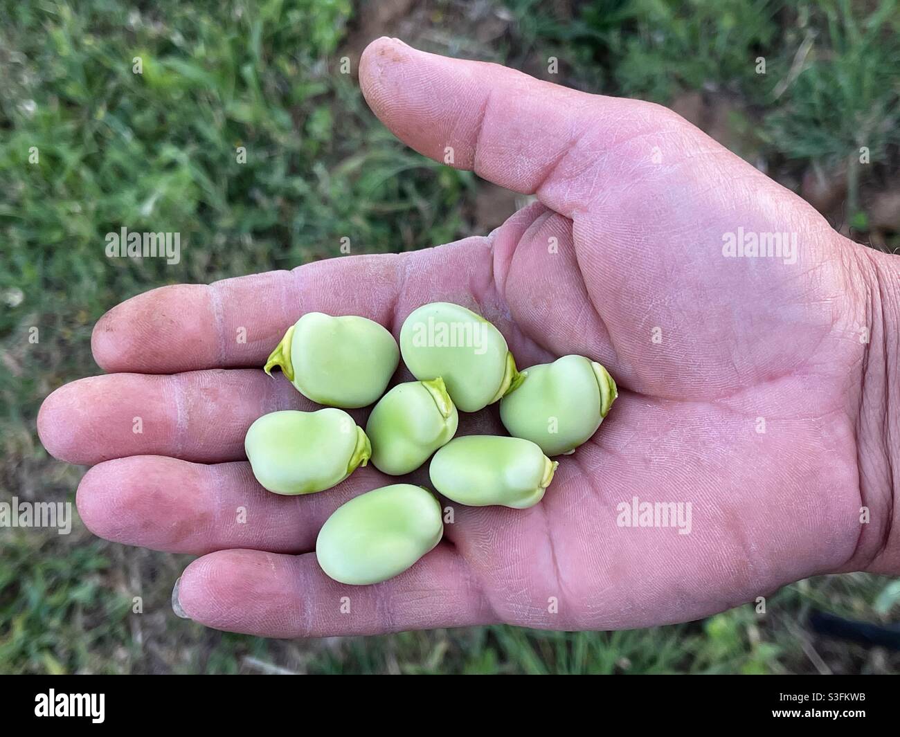 Main de travail avec des grains de fava frais - Image de stock capturée avec un smartphone