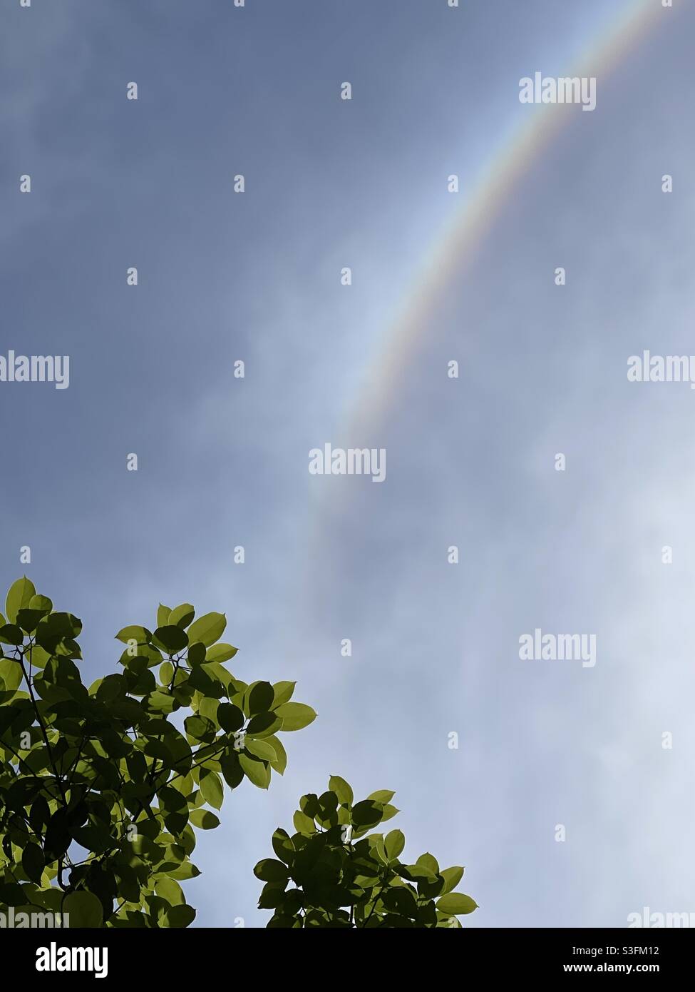 Arc-en-ciel sur les sommets des arbres dans le ciel bleu - Image de stock capturée avec un smartphone