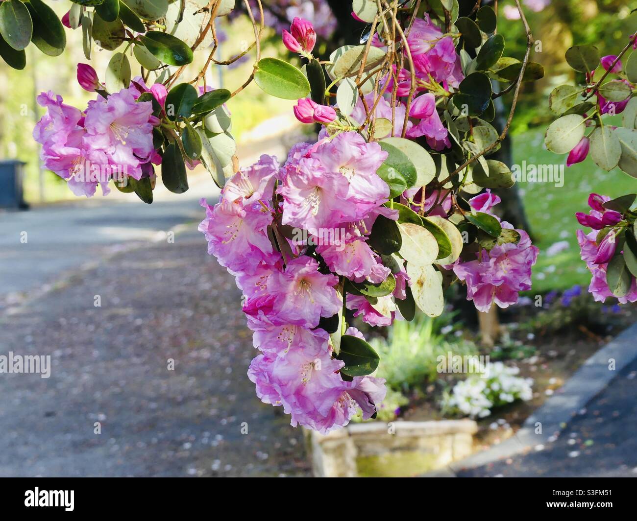 Rhododendrons le jour du printemps 🌸🌸. Dans un village de campagne anglais Banque D'Images