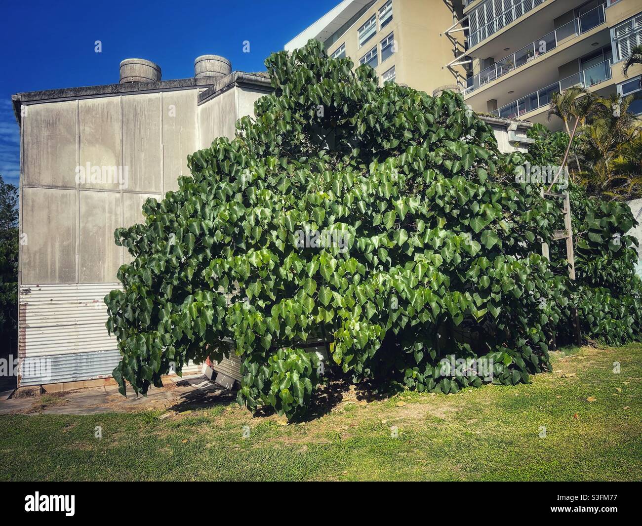Grand arbre à feuilles de parasol (Macaranga tanarius) derrière un cinéma abandonné à Scarborough, Queensland, Australie - Image de stock capturée avec un smartphone