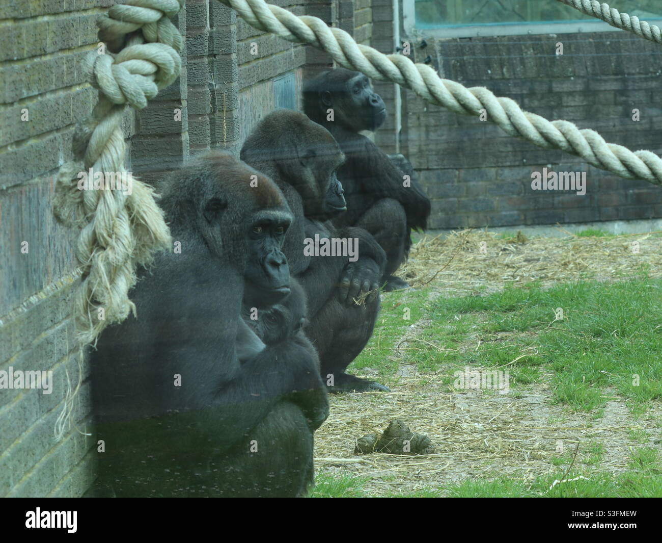 Trois Singes Sages Banque D'Images