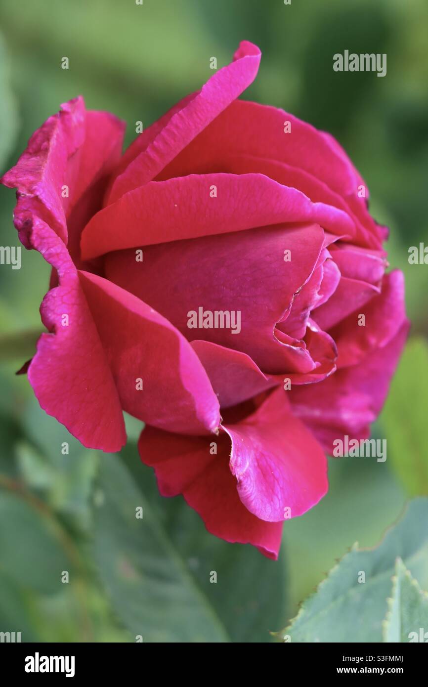 Fleur rose dans un jardin au printemps Banque D'Images