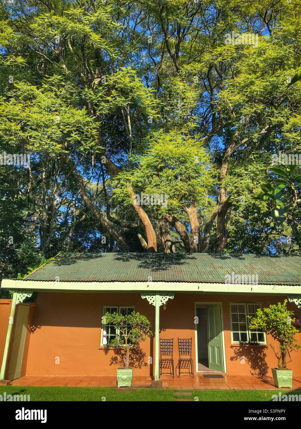 Une belle maison de campagne sous les imposantes branches d'un énorme arbre dans les Midlands Natal d'Afrique du Sud - Image de stock capturée avec un smartphone