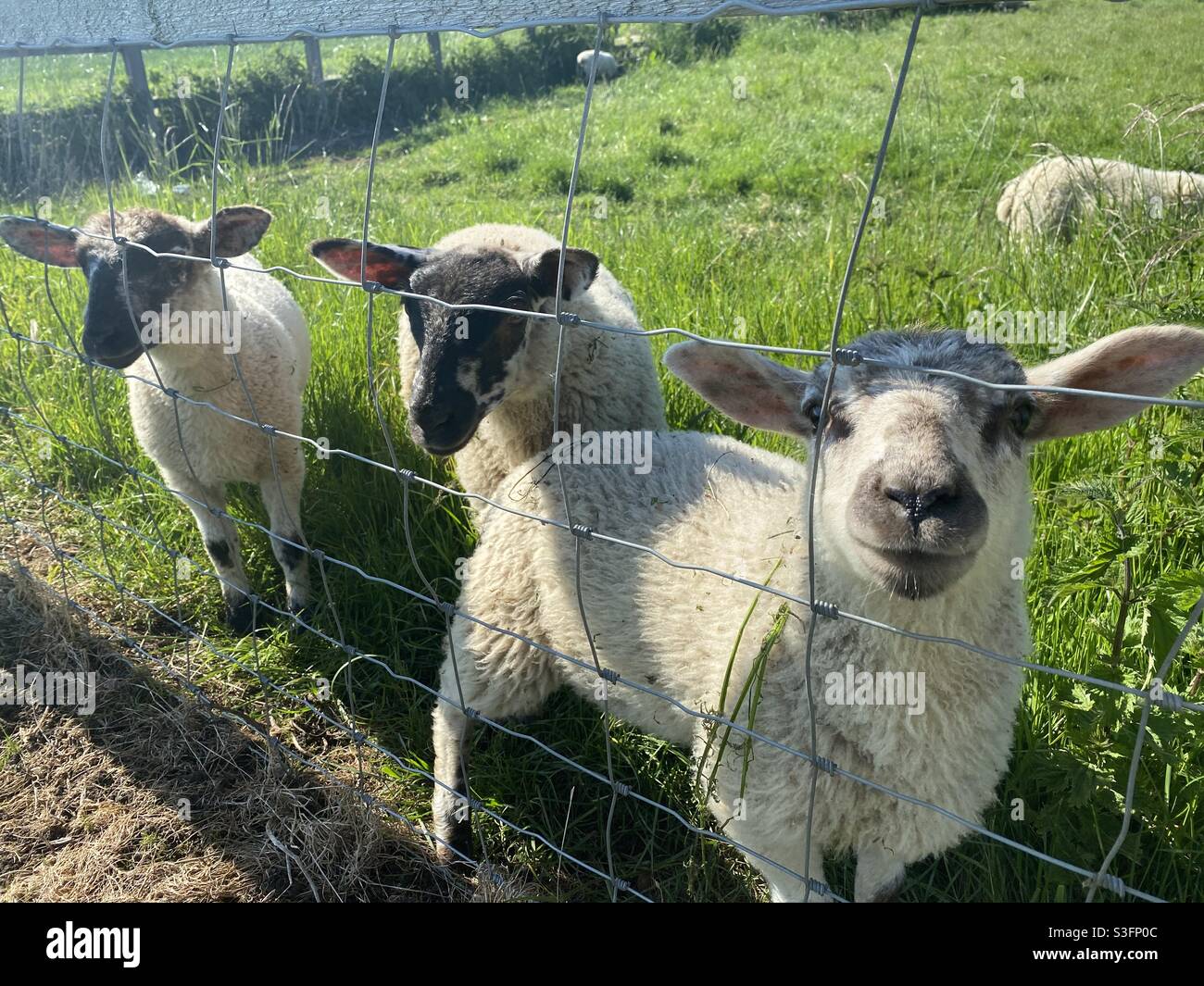 Agneaux à la ferme d'Essex 31 mai 2021 jour férié Banque D'Images