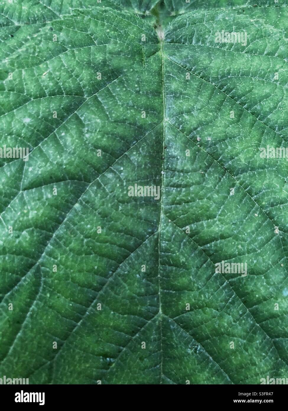 Fond de nature plein cadre d'un gros plan d'une feuille verte luxuriante montrant des veines et des imperfections - Image de stock capturée avec un smartphone