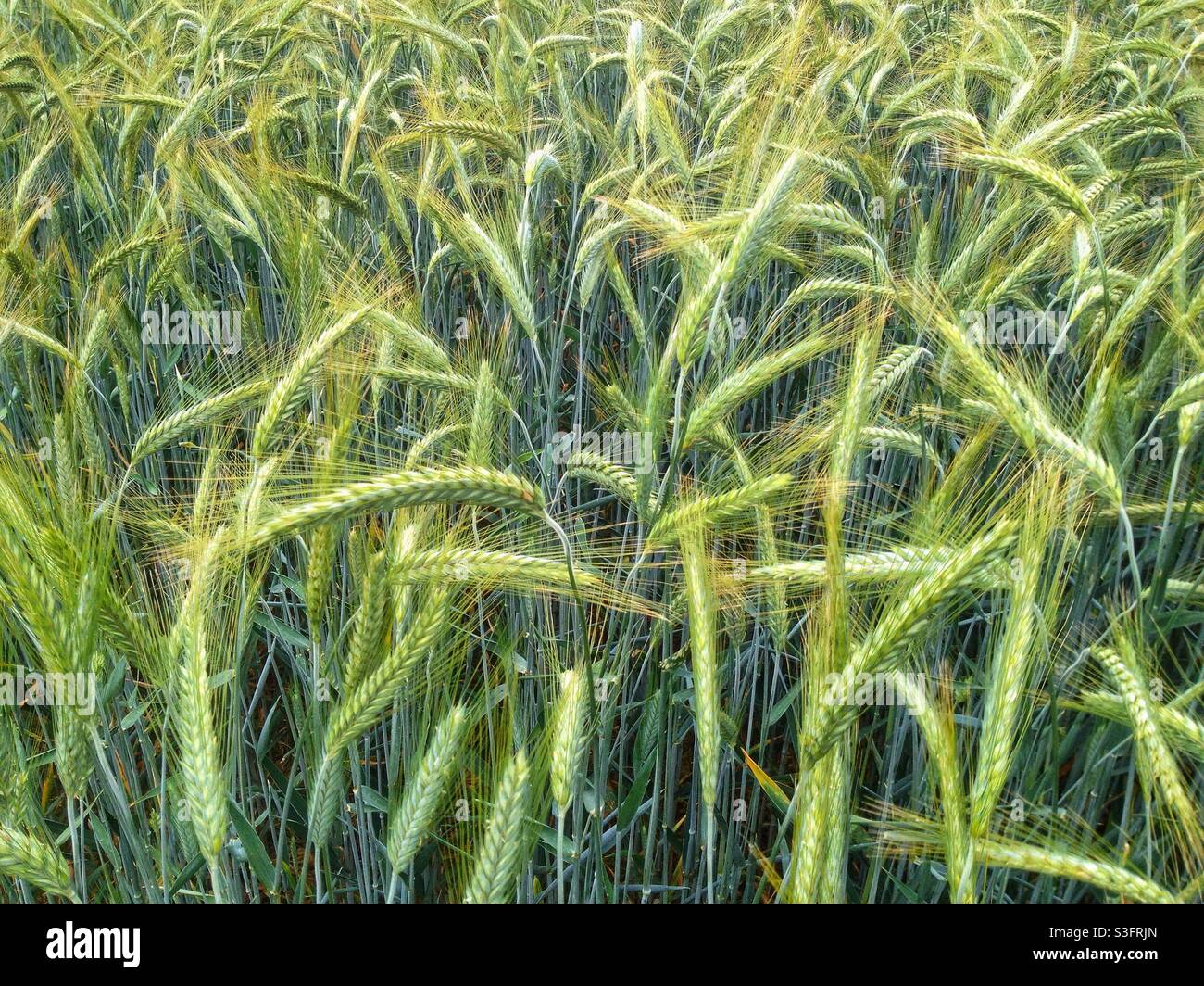 Champ de blé au printemps Banque D'Images