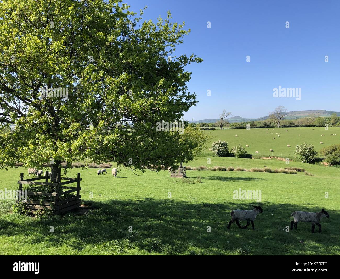 Jeune chêne dans un champ d'herbe avec vue sur les champs jusqu'à la garniture de roseberry, North Yorkshire, Royaume-Uni - Image de stock capturée avec un smartphone