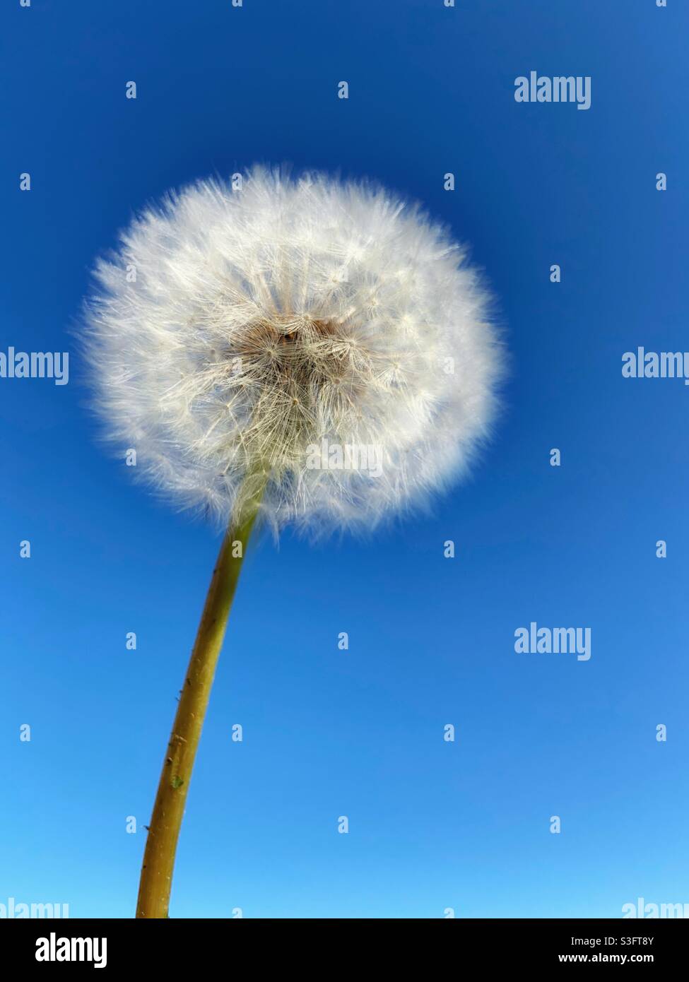Tête de semence de pissenlit contre le ciel bleu vif Banque D'Images