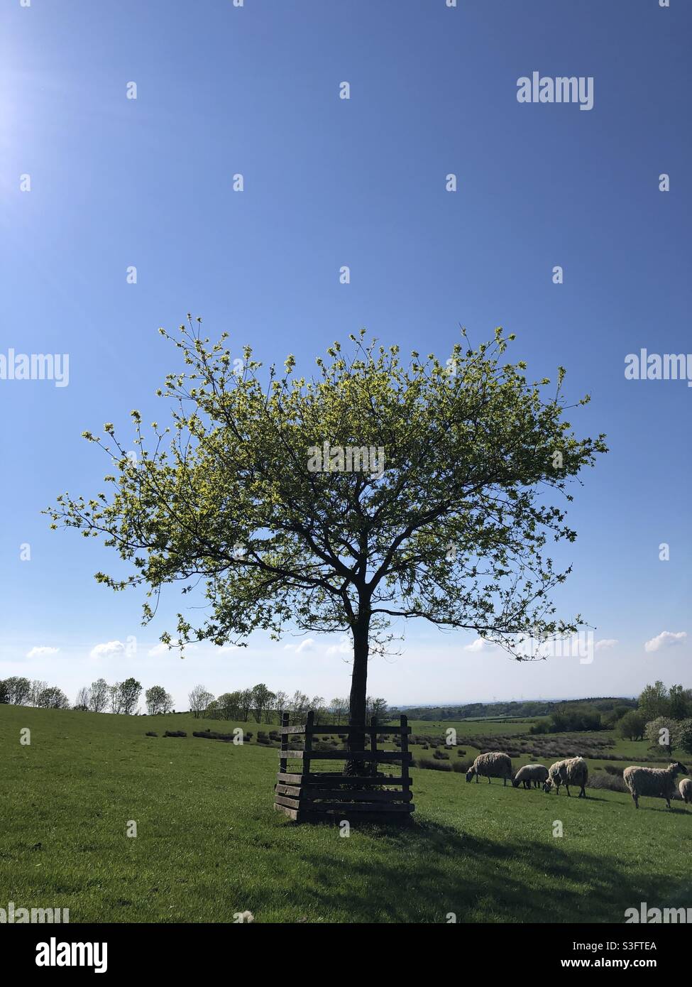 Un jeune chêne à la fin du printemps / début de l'été dans un pâturage agricole commercial pour les moutons dans le North Yorkshire, Angleterre, Royaume-Uni - Image de stock capturée avec un smartphone