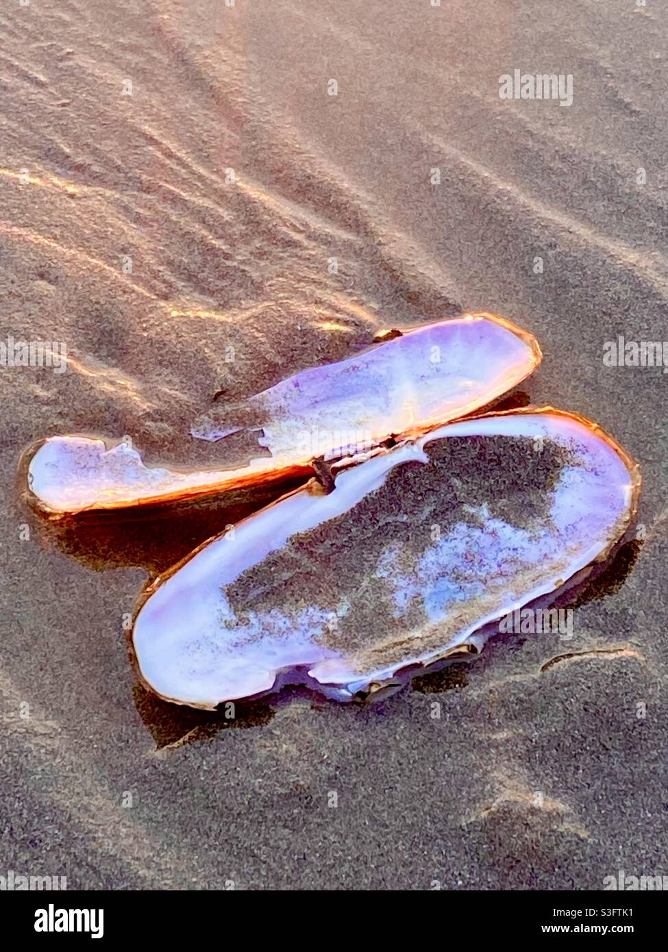 Coquille de moule sur le sable Banque de photographies et d’images à haute résolution Alamy