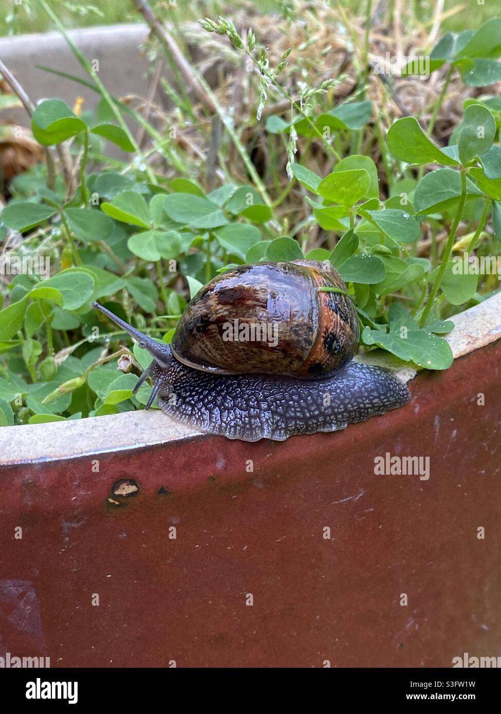 Escargot de jardin sur le bord d'un pot de plante Banque D'Images