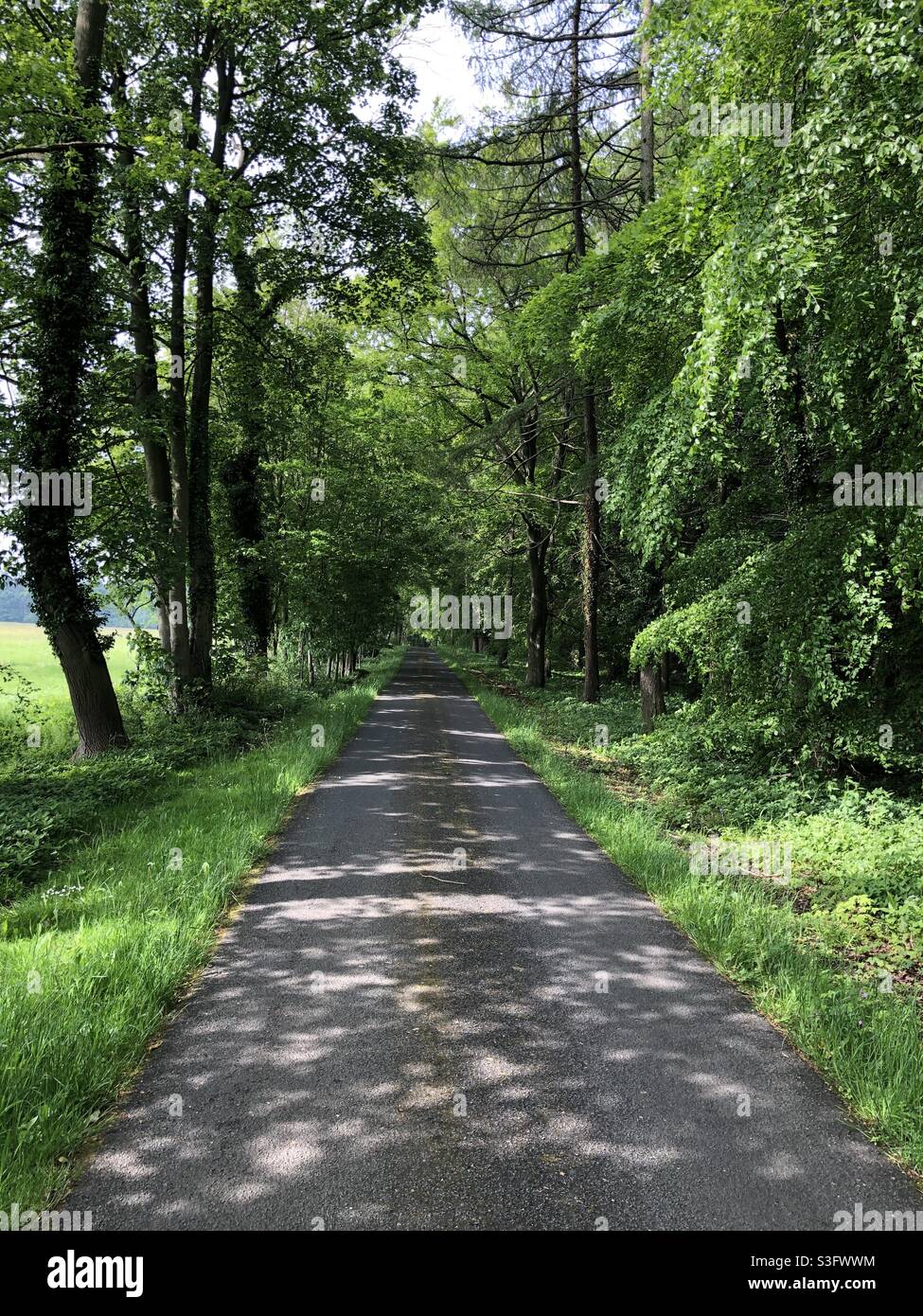 Route de Tarmac à travers une forêt mature dans le North Yorkshire, Angleterre, Royaume-Uni - Image de stock capturée avec un smartphone
