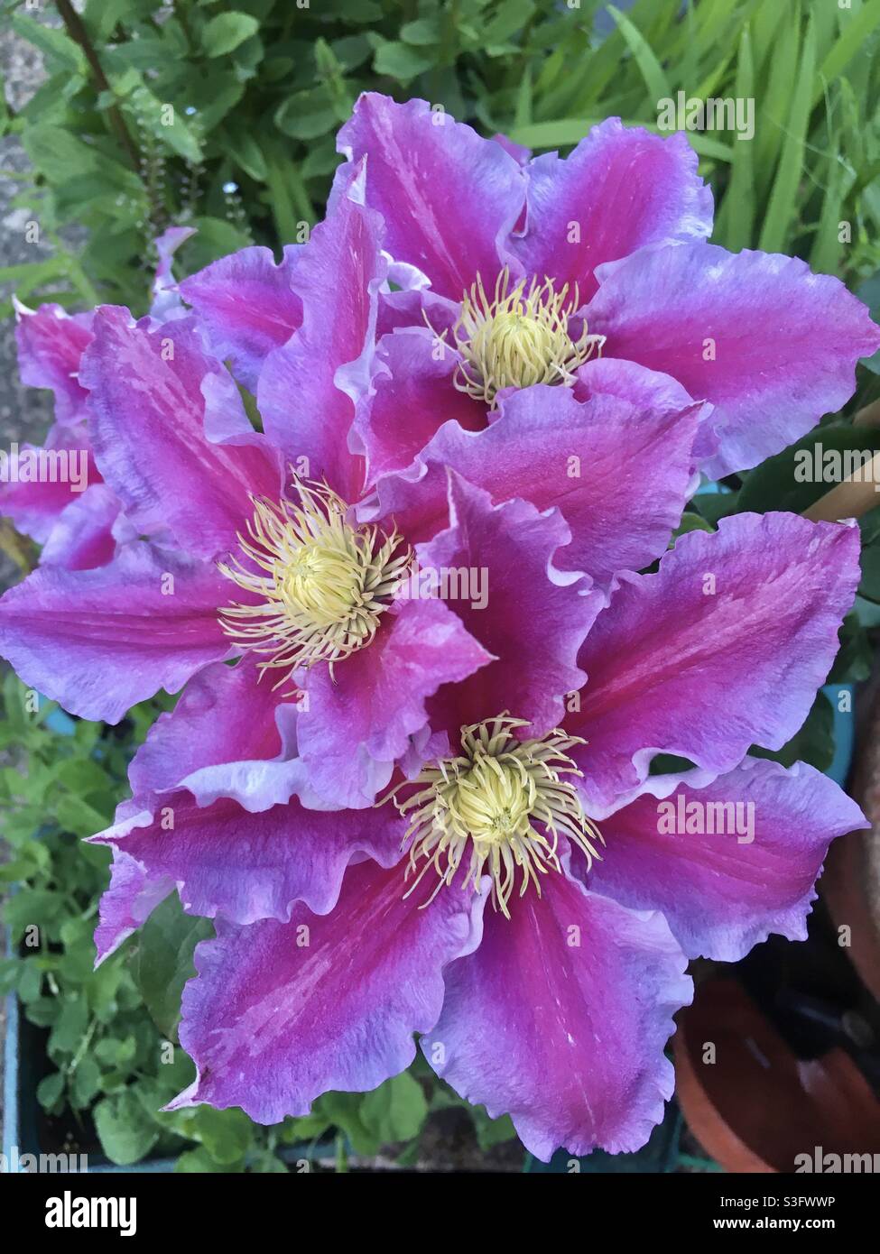 Les clématites en fleurs Banque D'Images