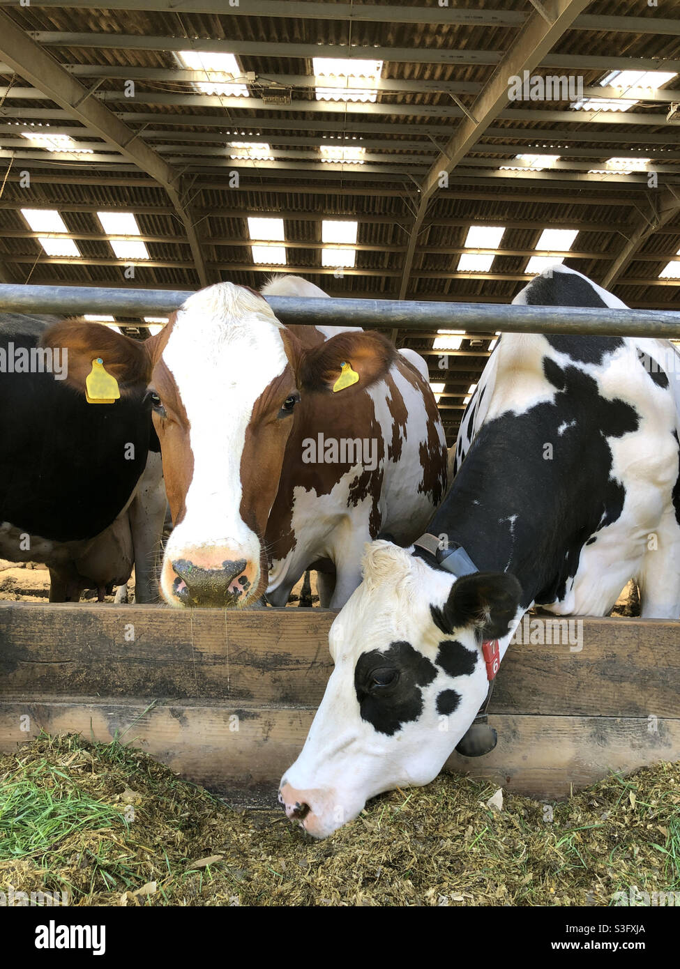 Deux vaches laitières sur une ferme, Royaume-Uni Banque D'Images