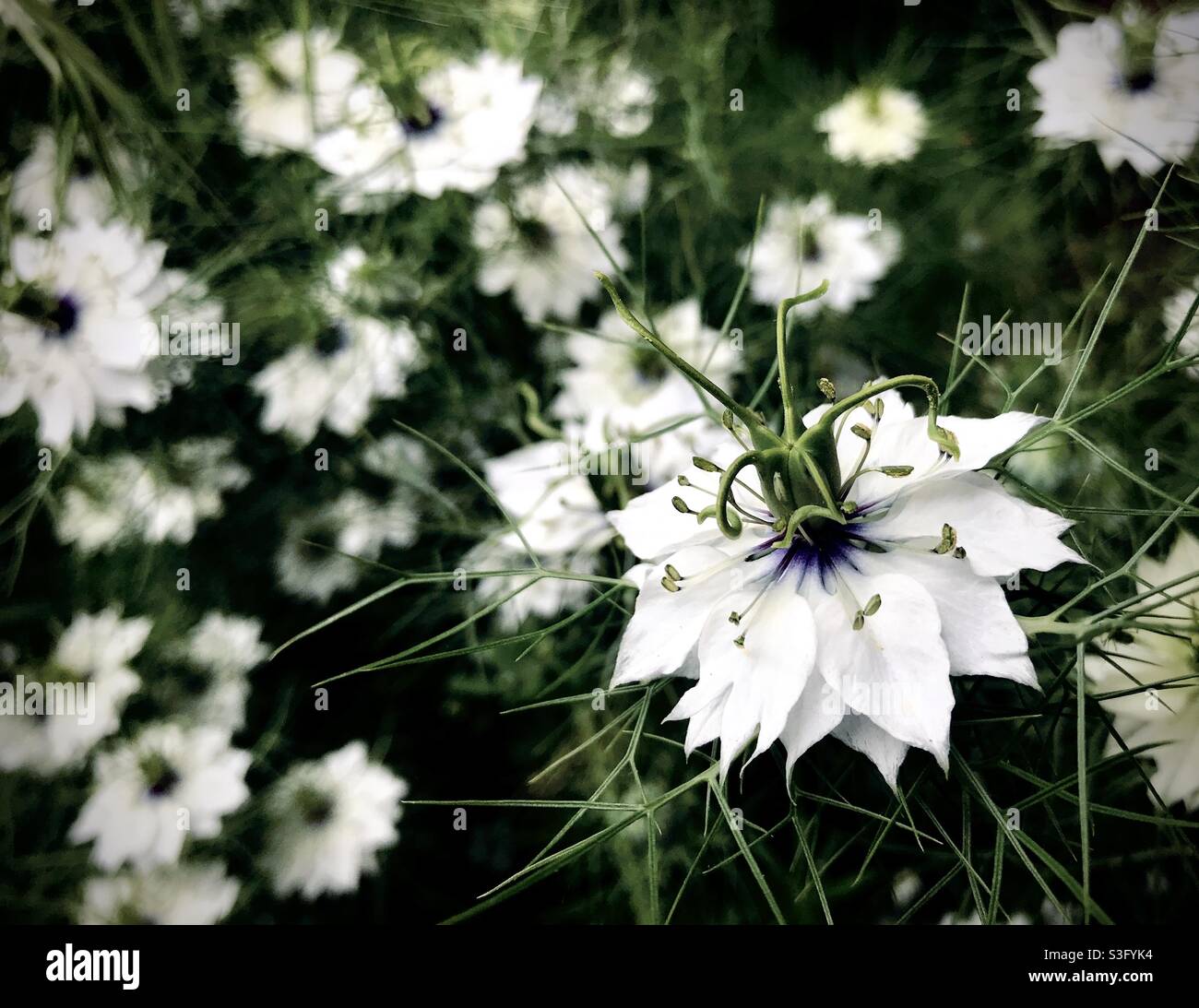 L'amour dans une brume/nigella Damascena/Dame déchirée/Diable dans le jardin Bush fleur en été Banque D'Images