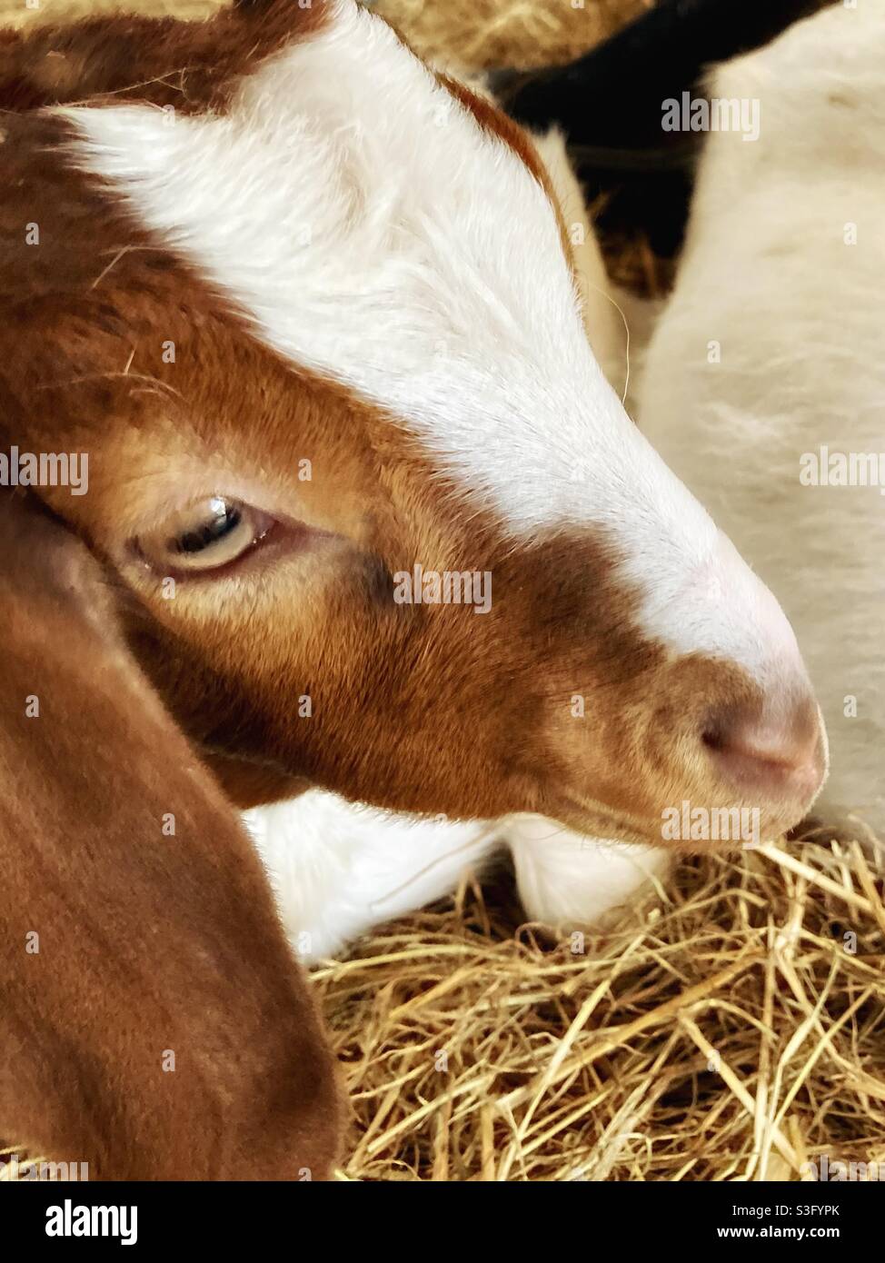 Le visage d'un enfant de chèvre s'assit sur le foin dans une ferme Banque D'Images