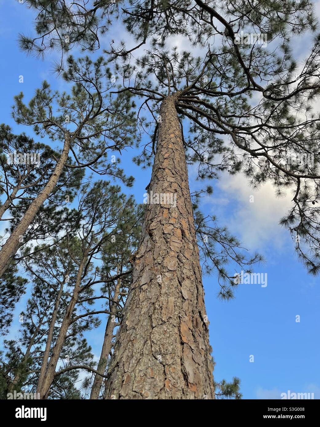 Vue en perspective de grands pins dans la forêt Banque D'Images