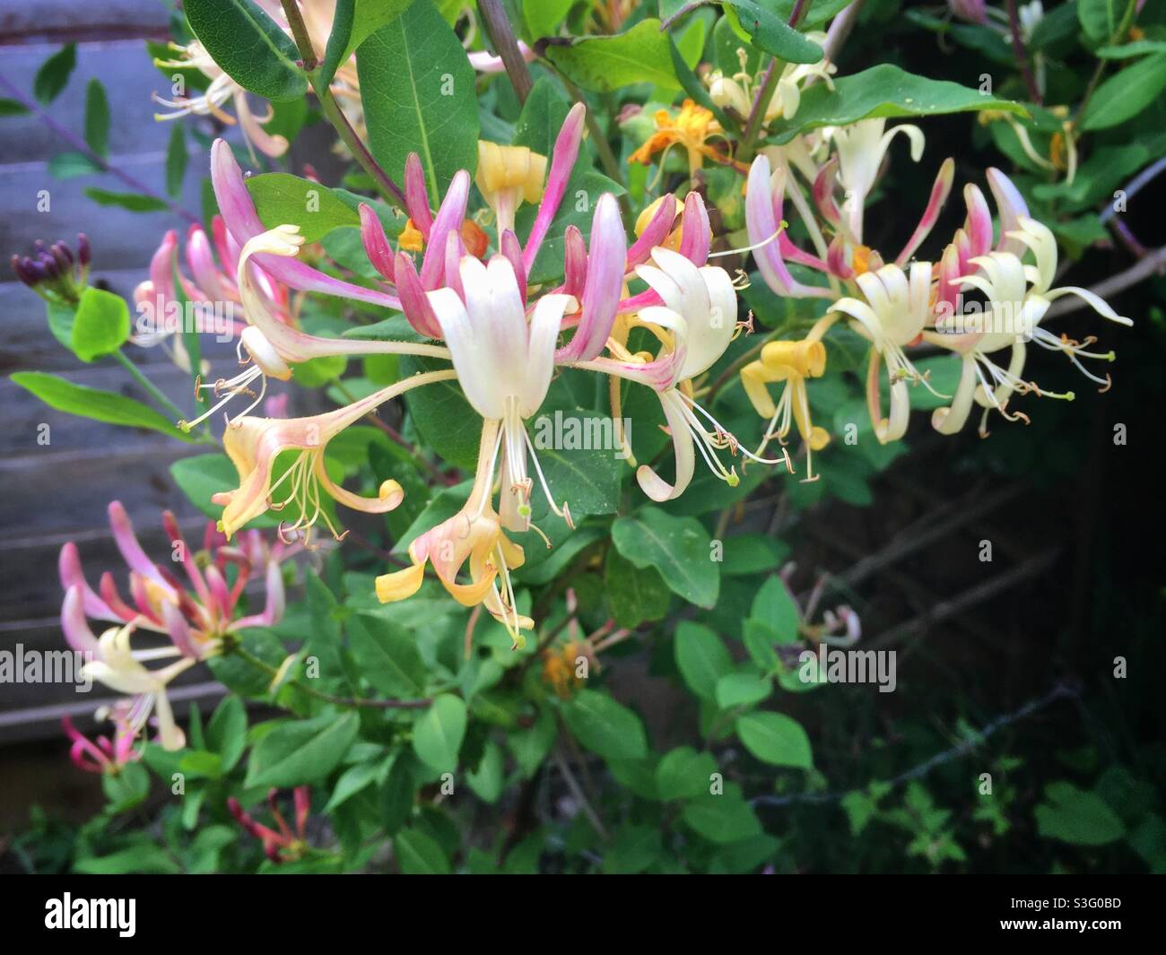 Gros plan sur les fleurs de chèvrefeuille qui poussent dans un jardin de banlieue - Image de stock capturée avec un smartphone