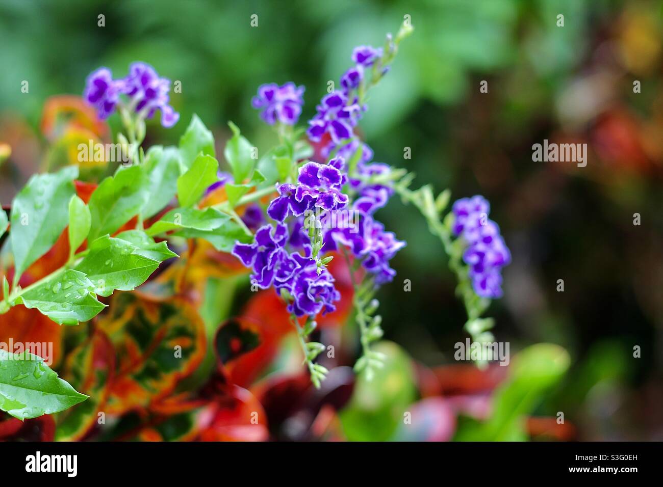 Une fleur de duranta erecta violette à Sainte-Lucie Banque D'Images