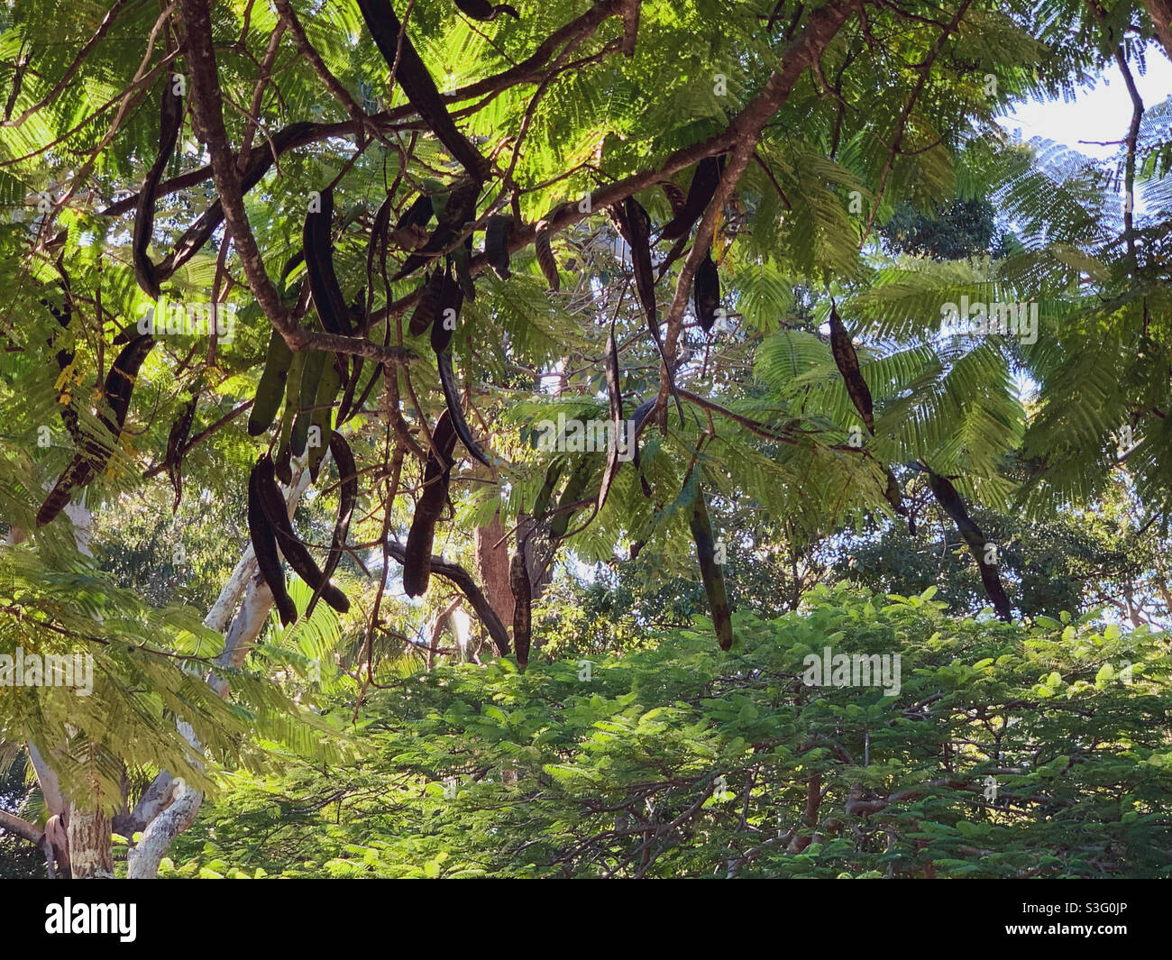 Joli feuillage vert vif et grands gousses de graines marron foncé sur cet arbre ombragé - Image de stock capturée avec un smartphone