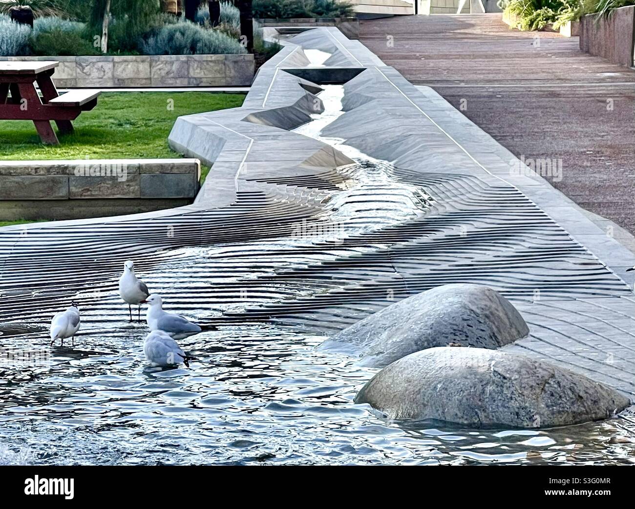 Mouettes qui se frayent dans un plan d'eau à Yagan Square Perth, Australie occidentale Banque D'Images