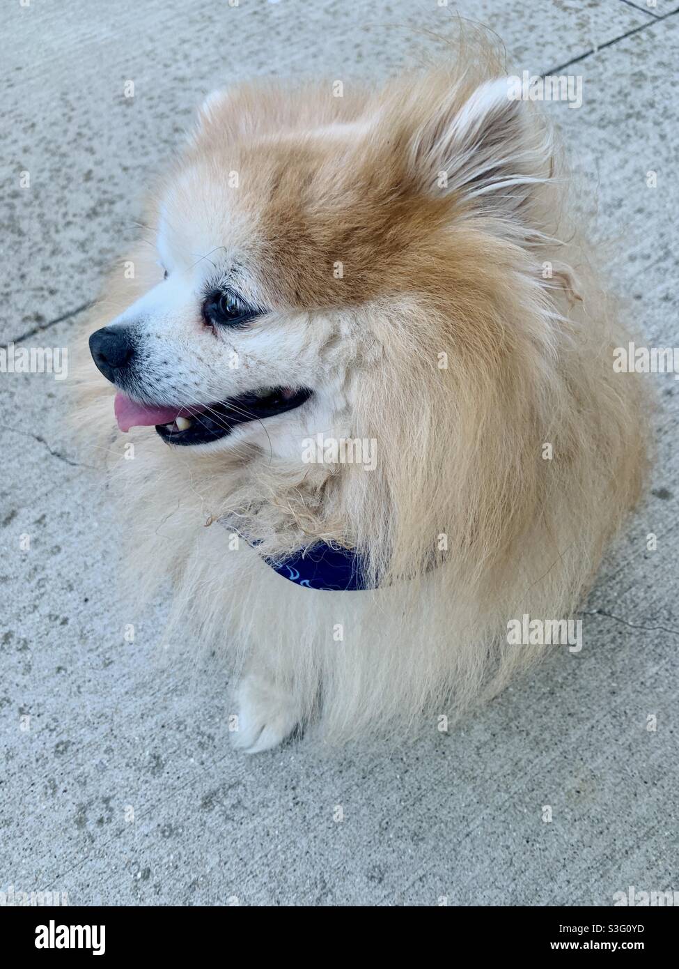 Chien de Poméranie avec bandanna bleu Banque D'Images