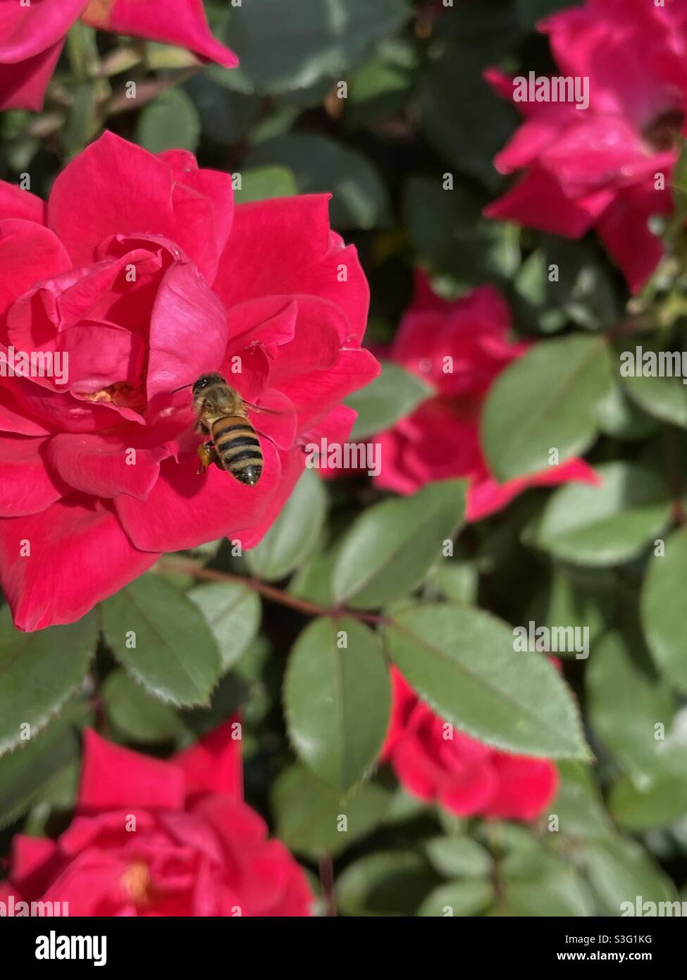 Abeille et roses rouges - Image de stock capturée avec un smartphone