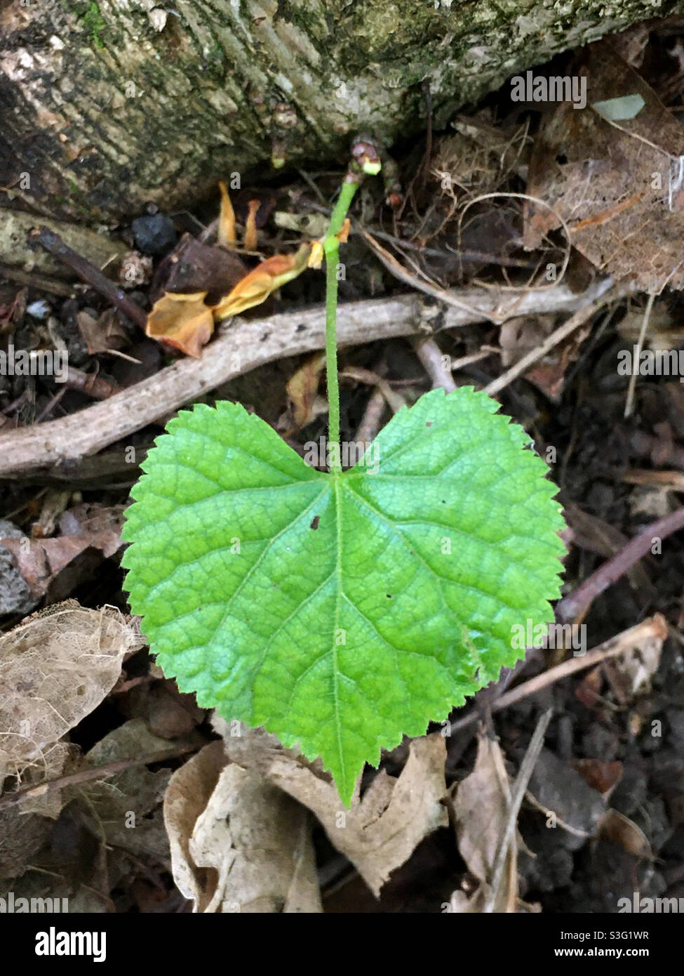 Feuille - Image de stock capturée avec un smartphone