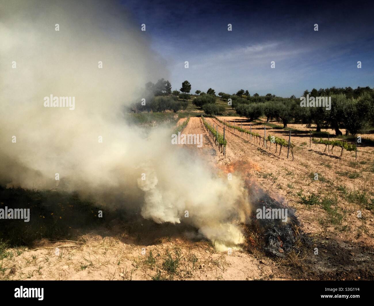 Feu de joie d'herbe de jardin, Catalogne, Espagne Banque D'Images