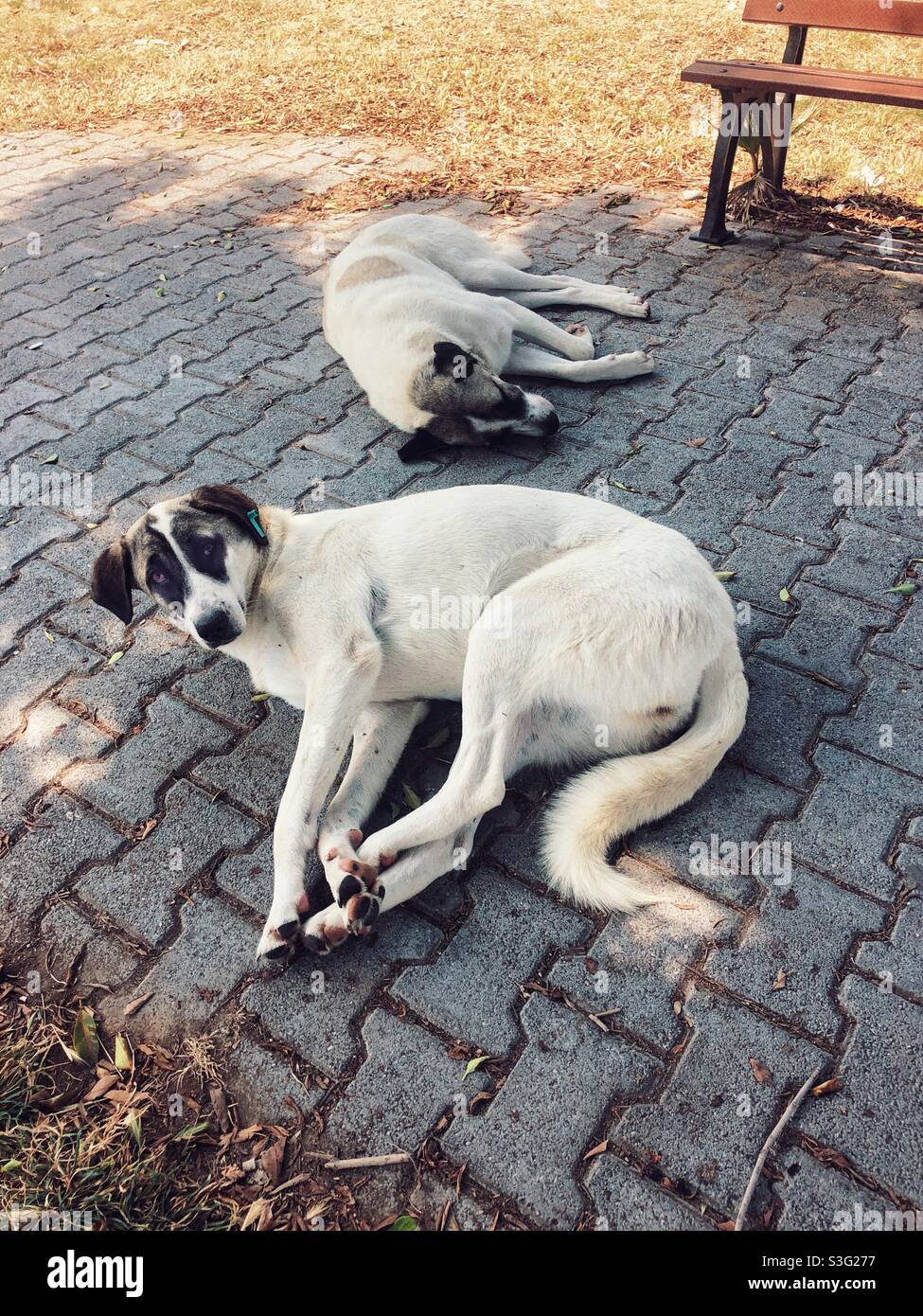 Chiens errants dormant sur une chaussée pavée - Image de stock capturée avec un smartphone