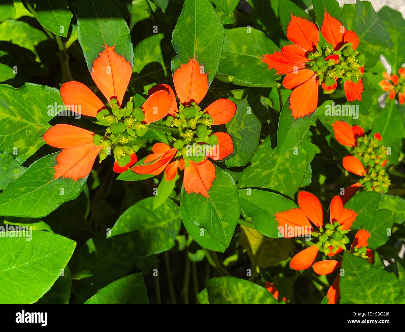 Euphorbia heterophylla ou poinsettia sauvage à Limassol, Chypre - Image de stock capturée avec un smartphone