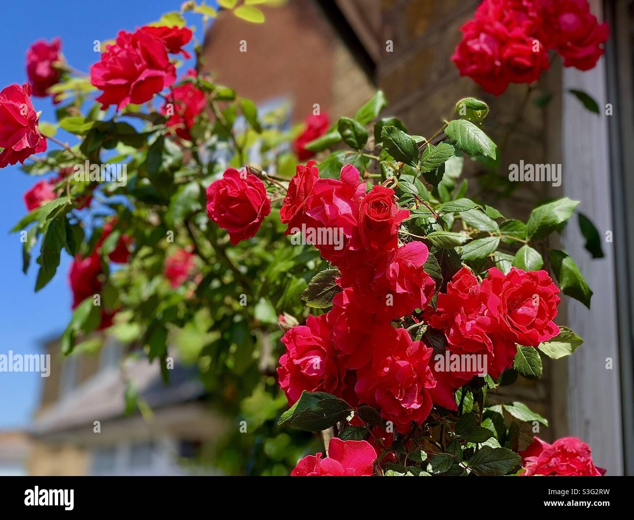 Rose à l'extérieur d'un cottage. Le sumner de 2021. Banque D'Images