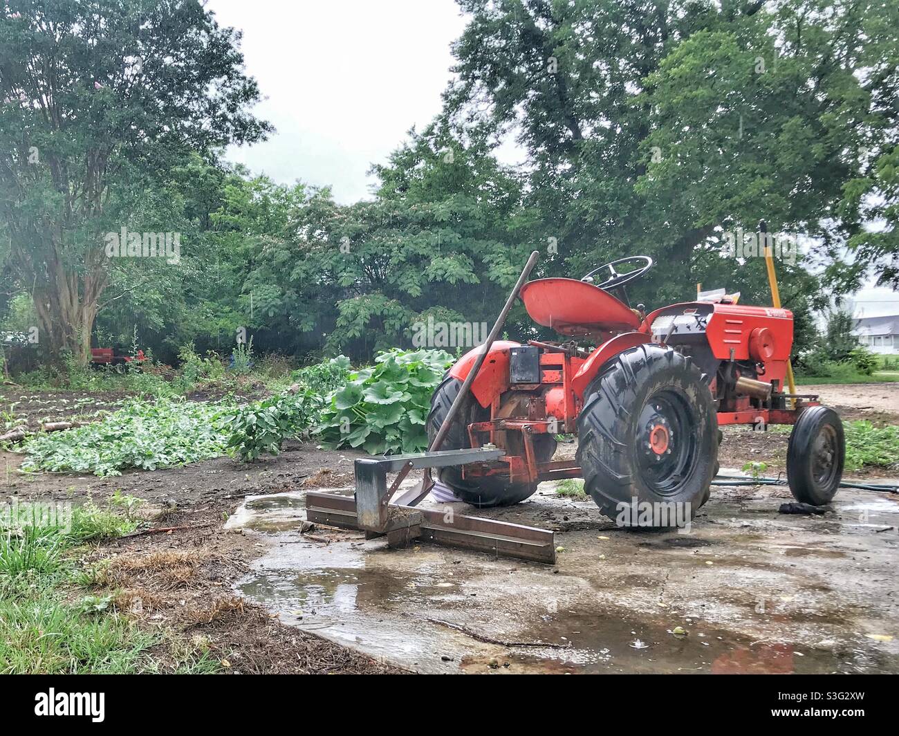 Jardin potager de juin avec tracteur orange garé devant Banque D'Images