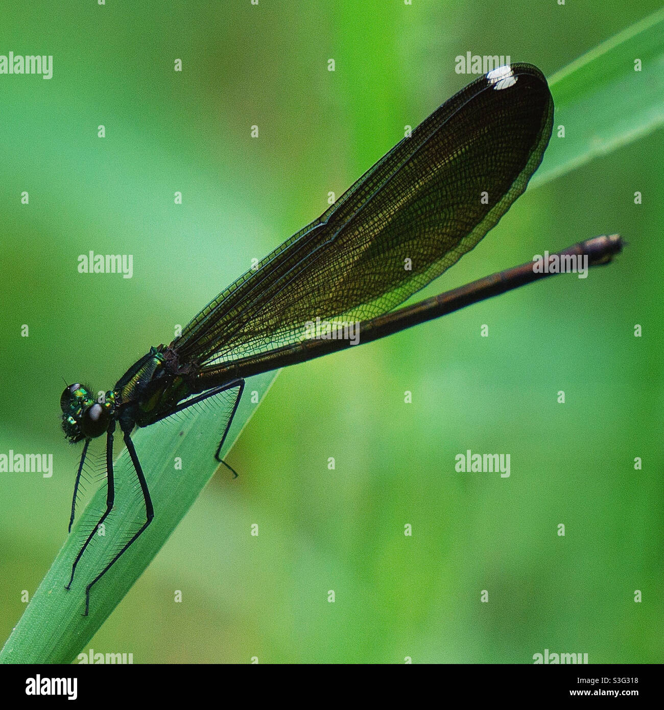 Femme en bois de joaillier d'ébène damselfly Banque D'Images