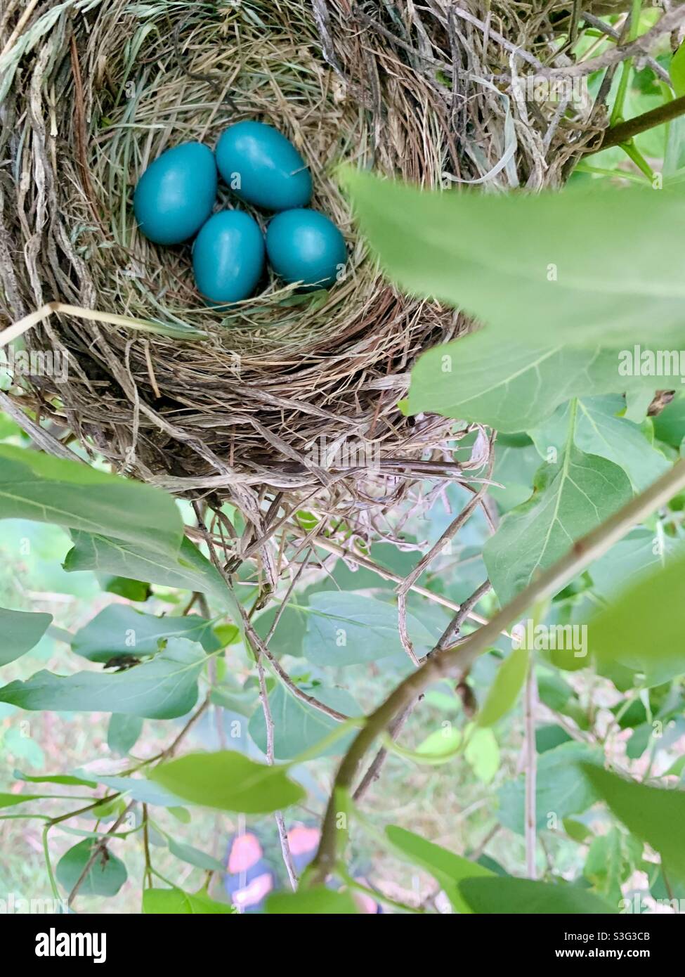 Œufs de Robins dans le nid - Image de stock capturée avec un smartphone