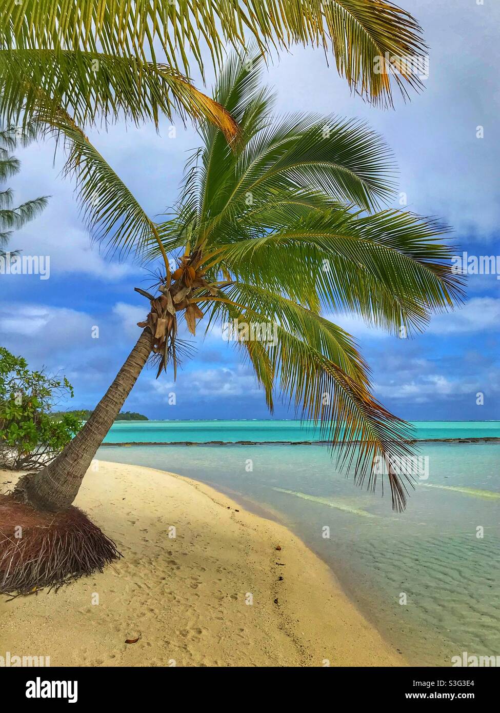 Cocotier sur une île dans le lagon d'Aitutaki, îles Cook Banque D'Images