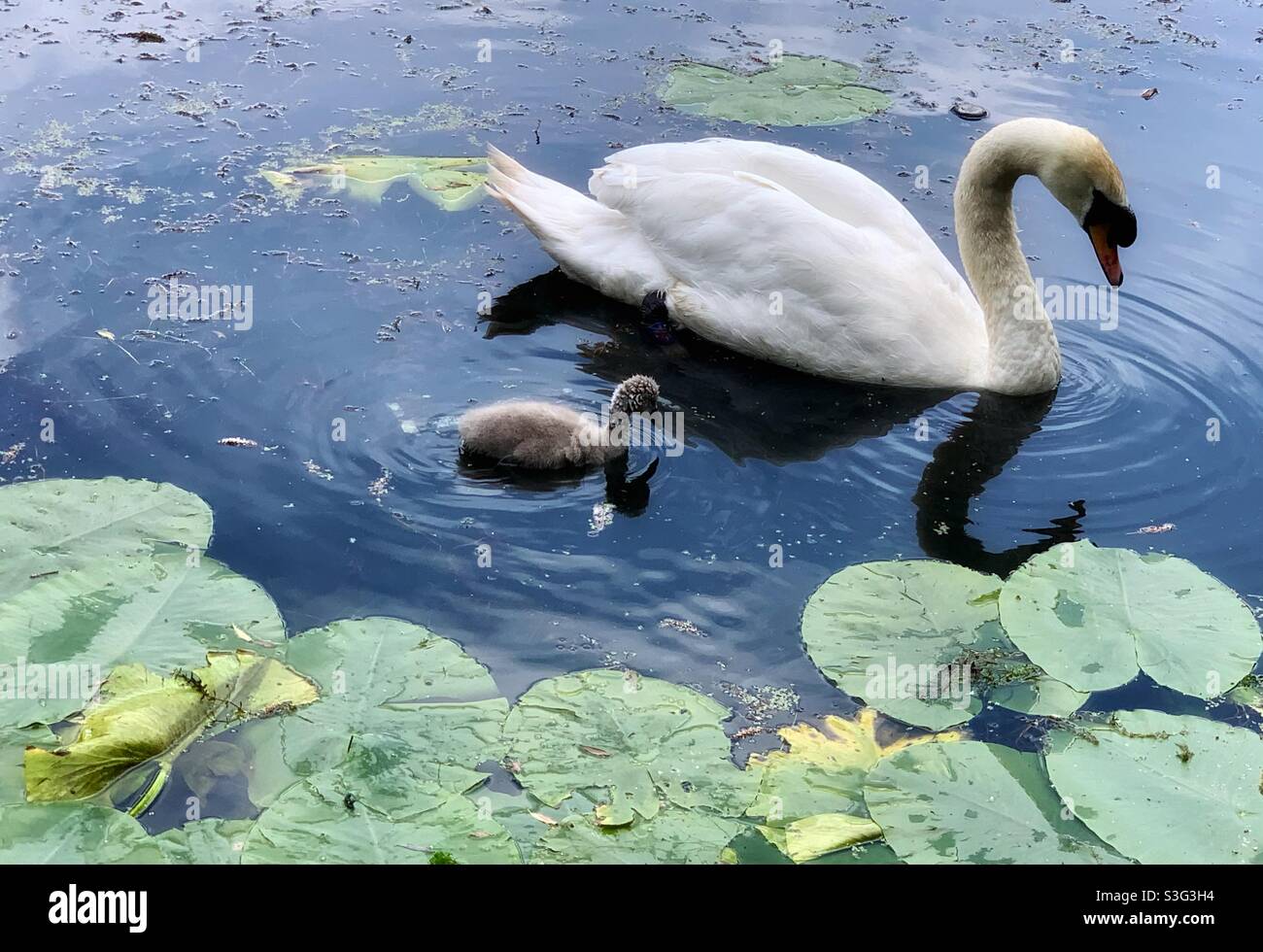 Swan et cygnet. Parc national Marguerite NOOK. Juin 2021 Banque D'Images