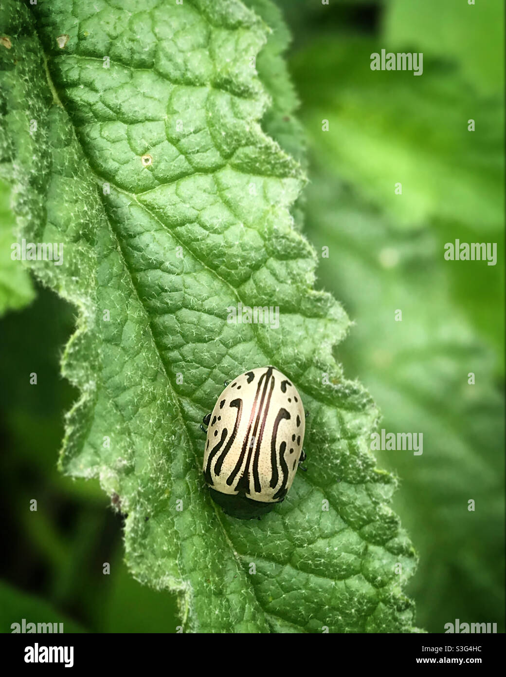 Un insecte géométrique perche sur une feuille verte à Queretaro, au Mexique. Banque D'Images