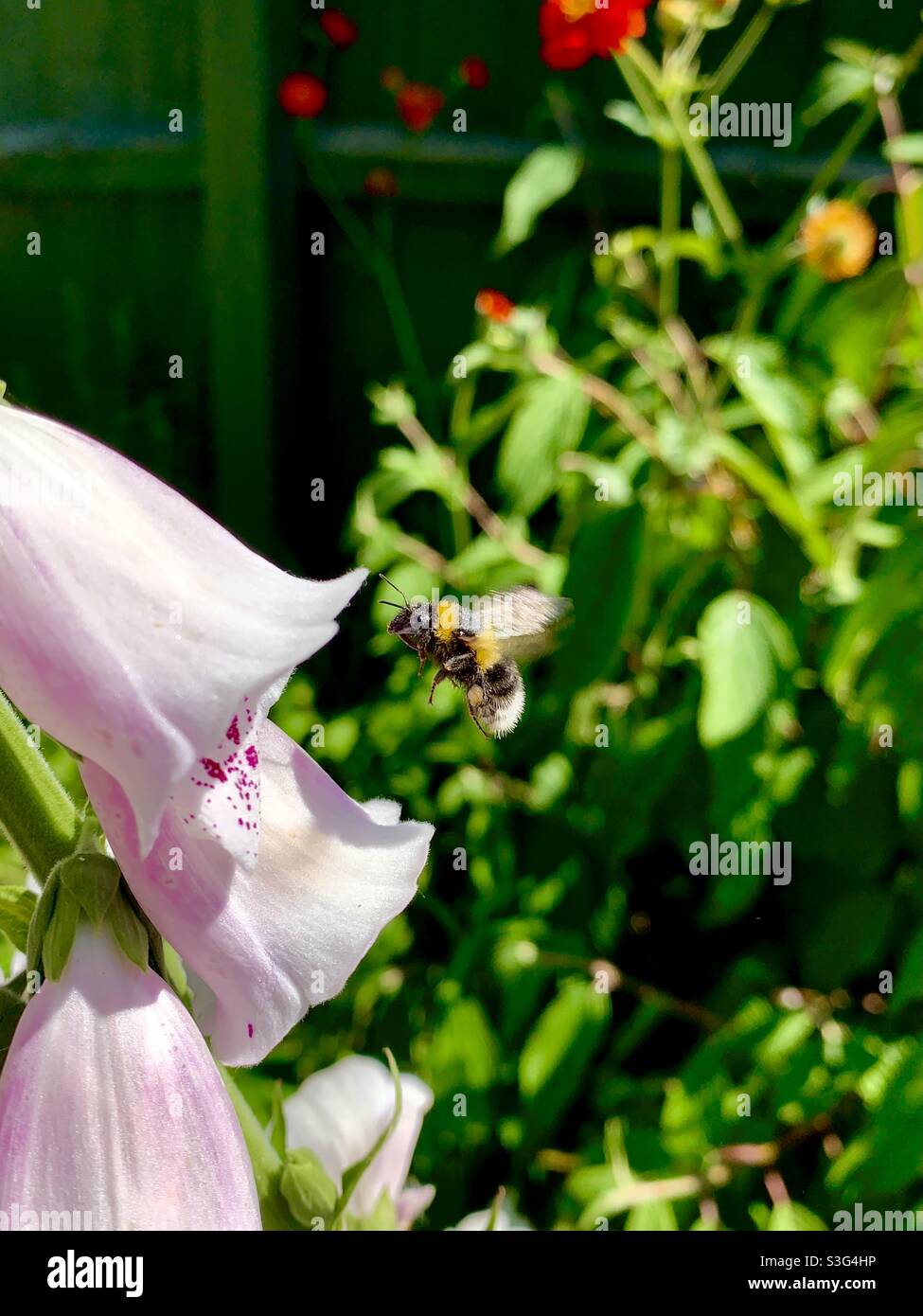 Le travailleur mâle à queue blanche Bumblebee (Bombus lucorum), sur le point d'entrer dans une tête de fleur de foxglove (Digitalis). Banque D'Images