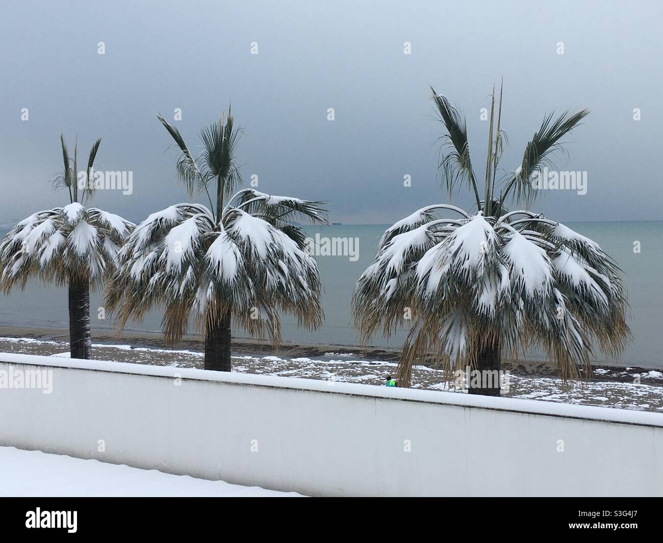 Palm trees in the snow Banque de photographies et d'images à haute  résolution - Alamy