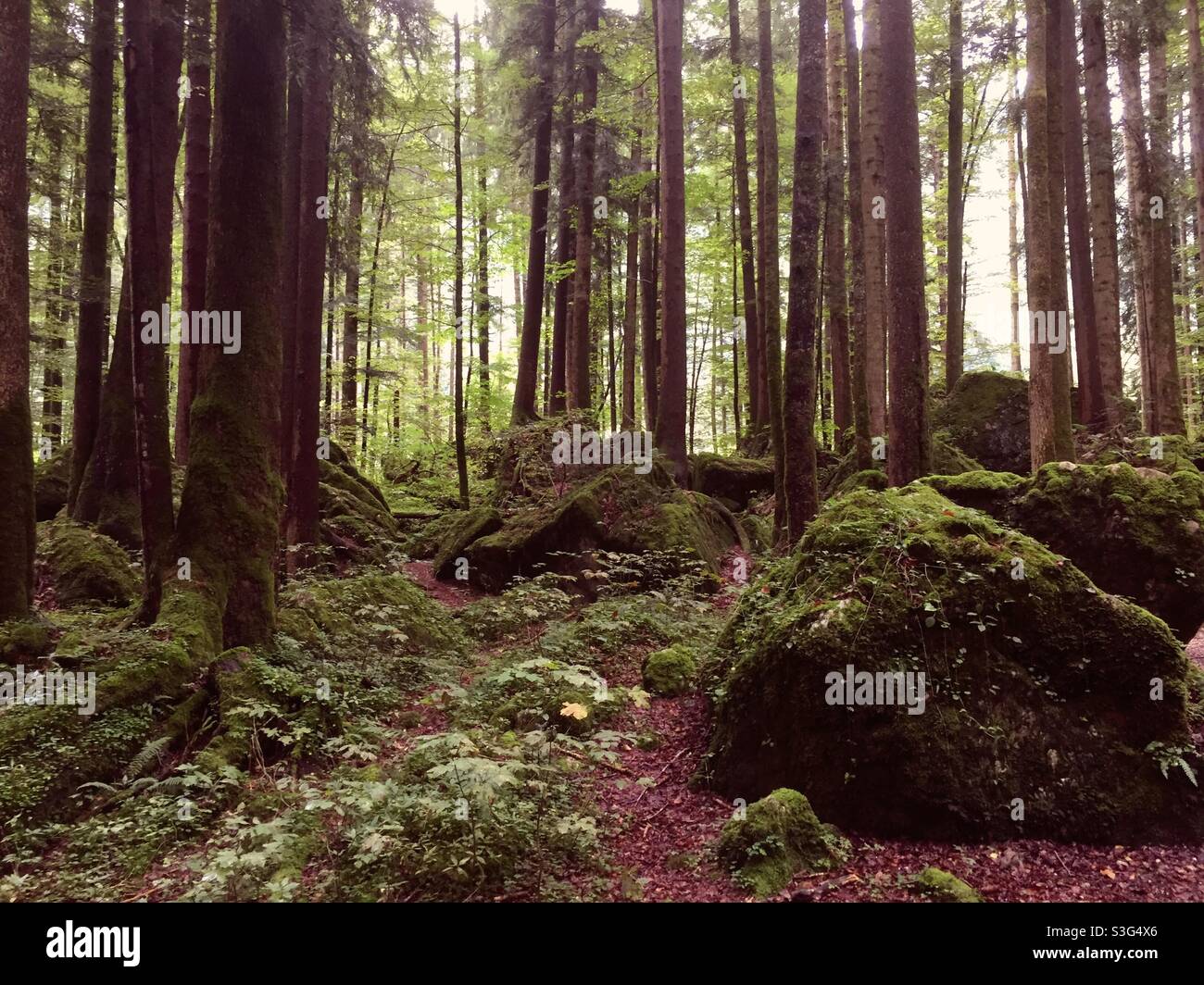 Forêt de conte de fées avec des rochers et des arbres moussy Banque D'Images