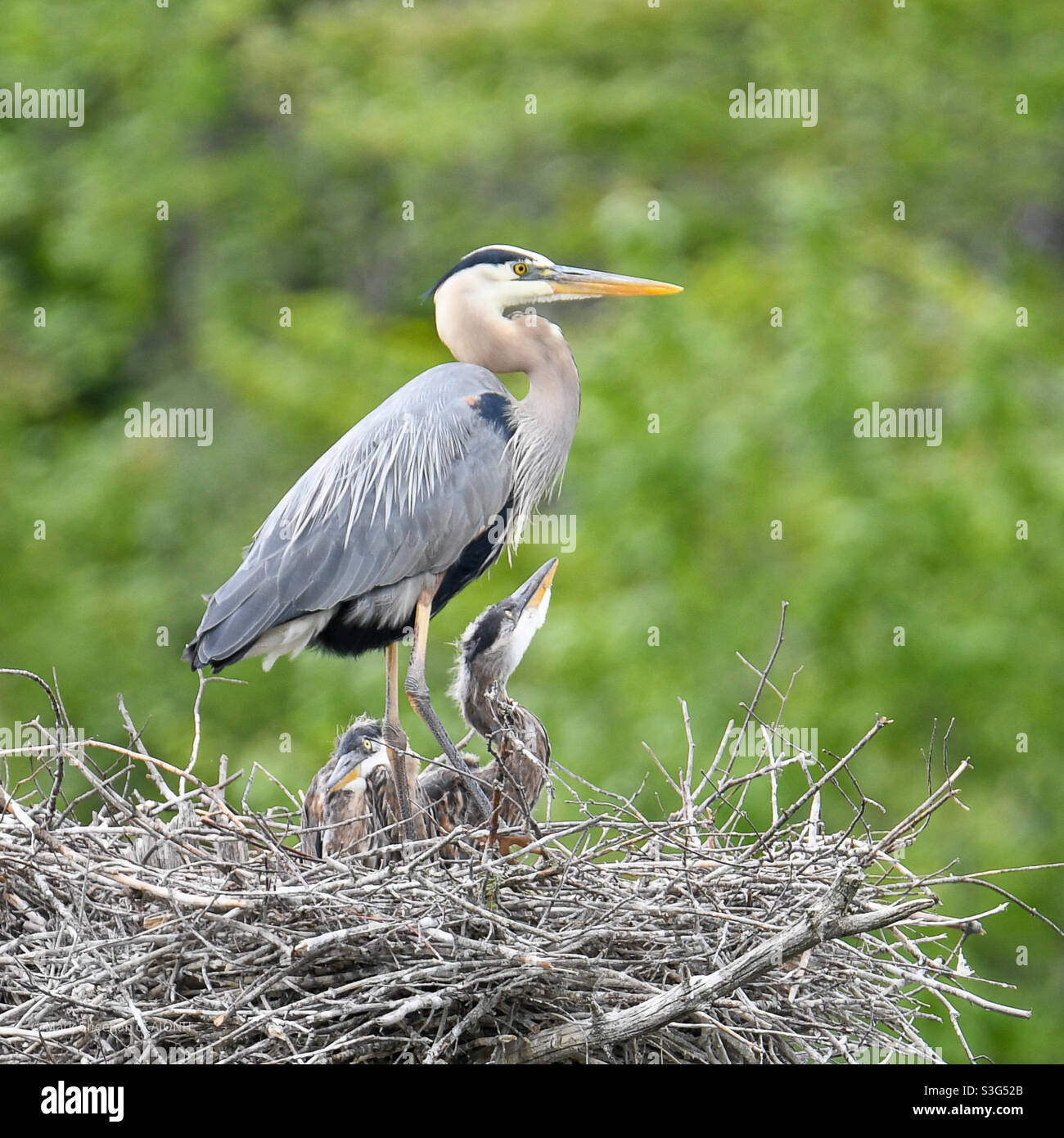 Heron Baby Banque D Image Et Photos Page 2 Alamy