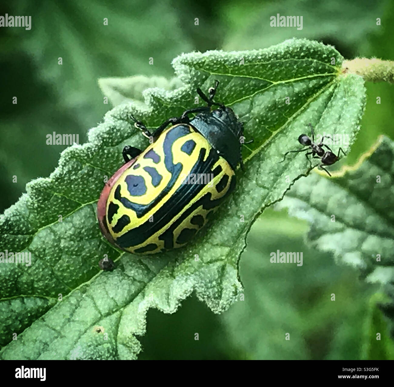Un insecte jaune et une perchaude sur une feuille verte au Mexique Banque D'Images