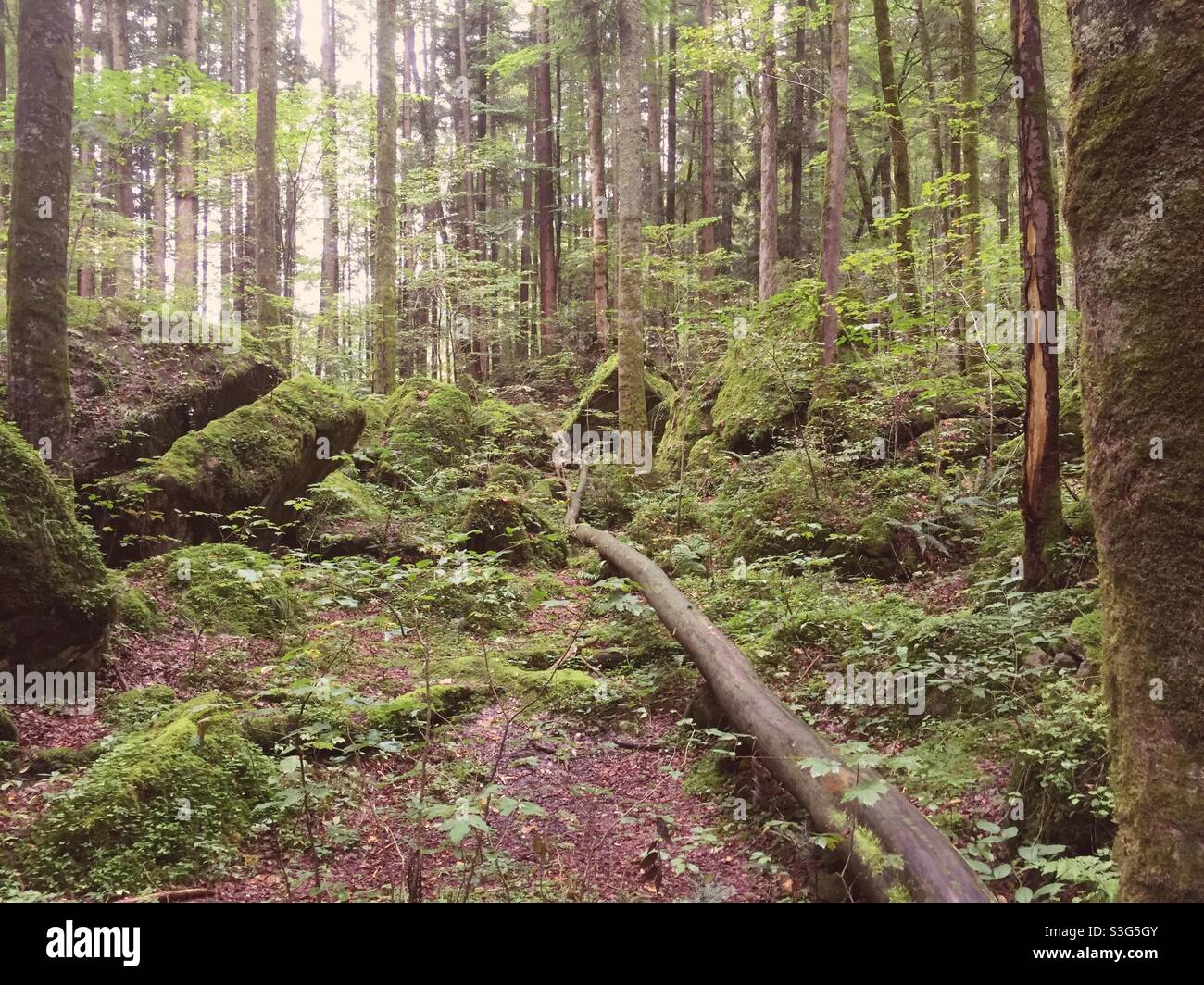 Forêt de contes de fées avec des rochers mousseux Banque D'Images